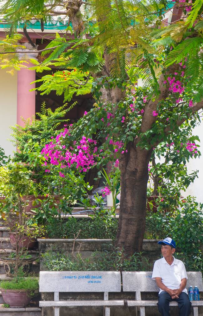 다낭 여행에서 지천으로 피어있던 꽃인데 반알 꽃(hoa Bang Lang)이라고 하는 듯,