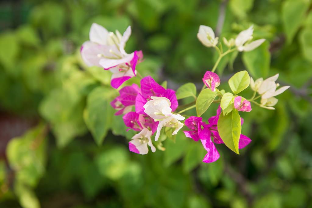 이름 모를 다낭 거리에서 만난 꽃
