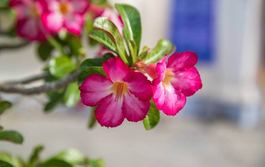 베트남 다낭 여행기 #17 – 베트남 다낭과 호이안에서 만난 아름다운 꽃들 30