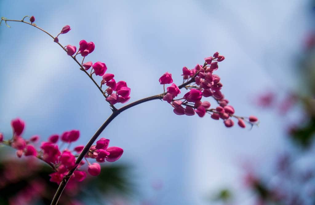 다낭에서 만난 꽃