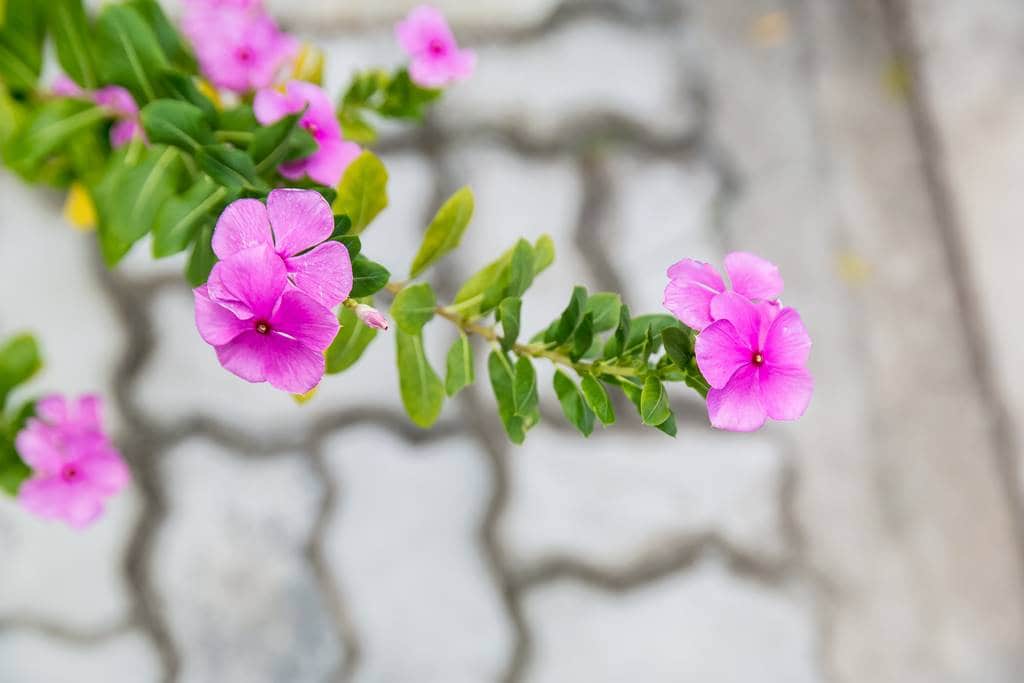 이름 모를 다낭 거리에서 만난 꽃