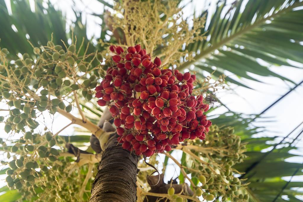 다낭에서 만난 꽃 야자나무-6559