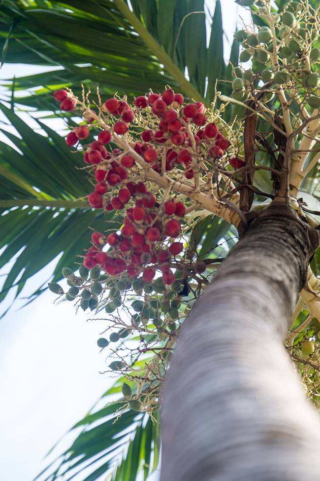 다낭에서 만난 꽃 야자나무-6559