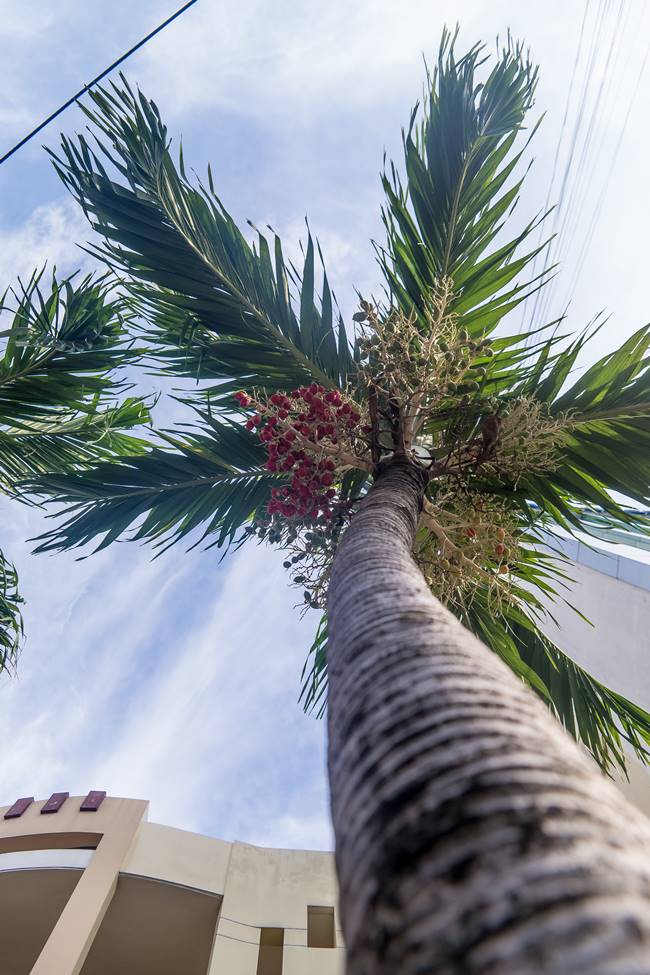 다낭에서 만난 꽃 야자나무-6559