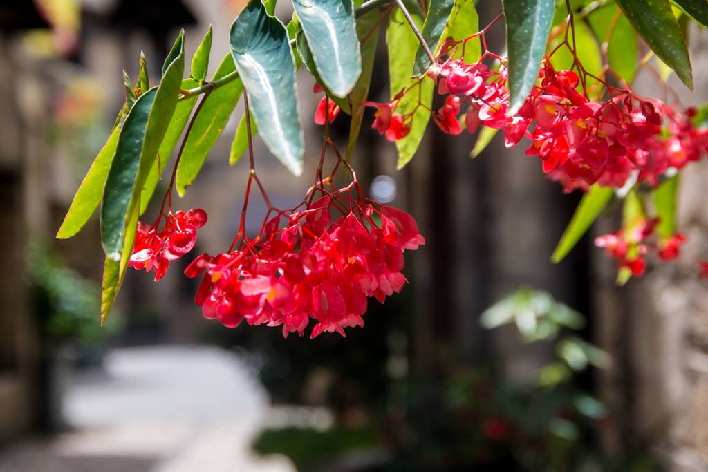 베트남 다낭 여행기 #17 – 베트남 다낭과 호이안에서 만난 아름다운 꽃들 31