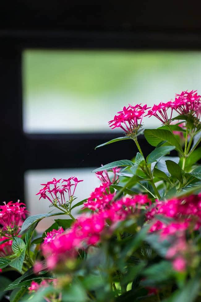 바나 힐(Bana Hill)로 가는 케이블카를 바라보는 꽃