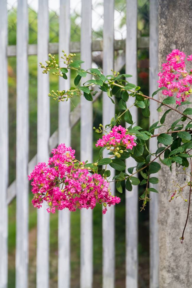 베트남 다낭에서 만난 배롱나무(백일홍)