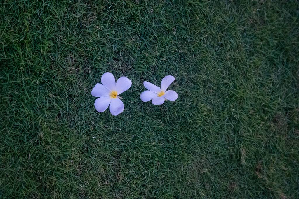 베트남 다낭 여행기 #17 – 베트남 다낭과 호이안에서 만난 아름다운 꽃들 32