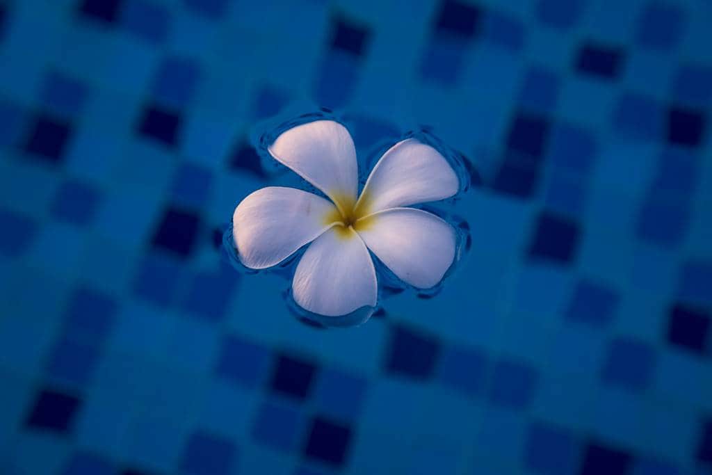 수영장 근처의 플루메리아(러브하와이) 꽃나무