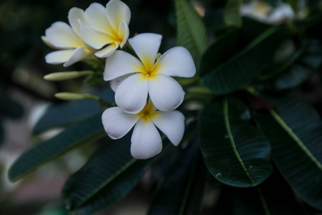 수영장 근처의 플루메리아(러브하와이)