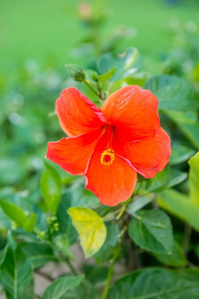 히비스커스(Hibiscus)