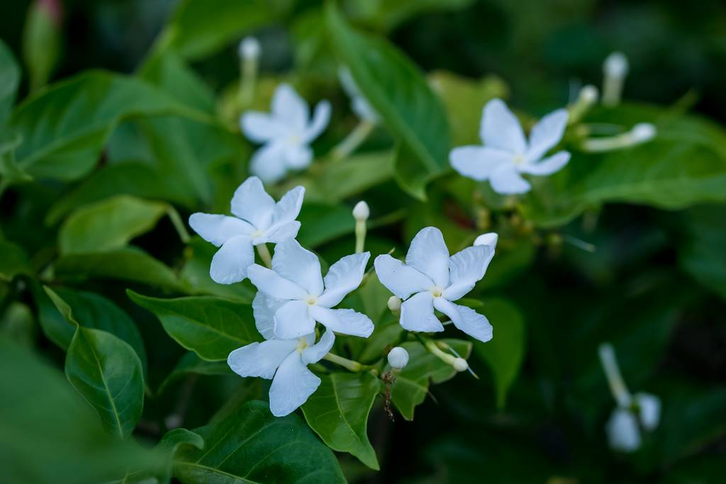 무슨 곷인지 모르겠다