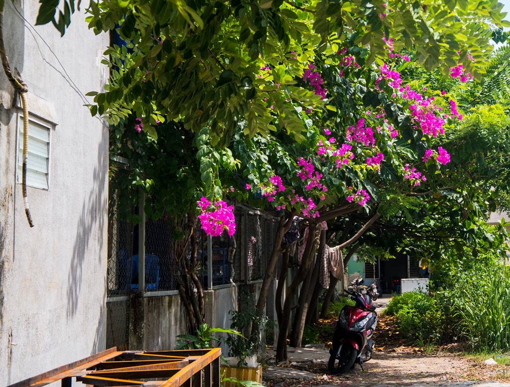 부겐빌레아(Bougainvillea)와 오토바이