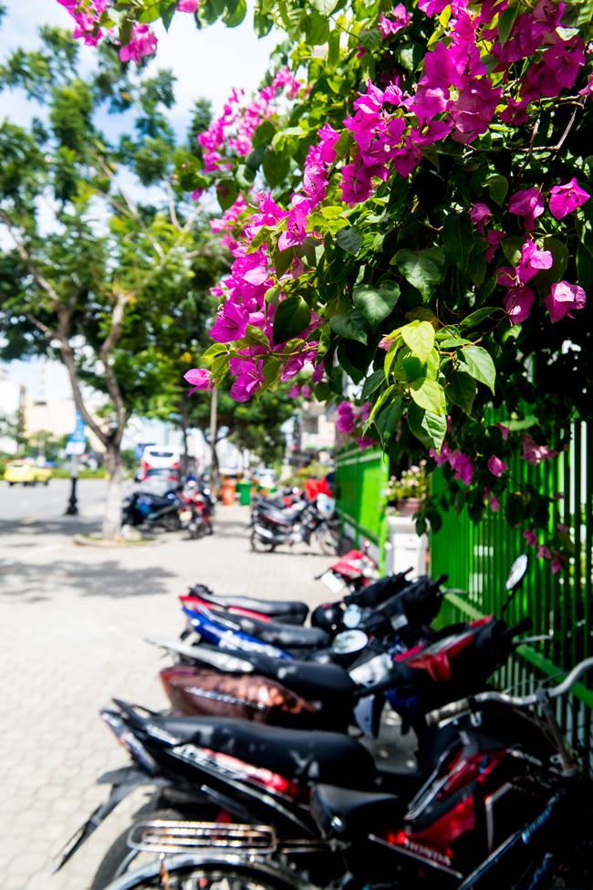 부겐빌레아(Bougainvillea)와 오토바이