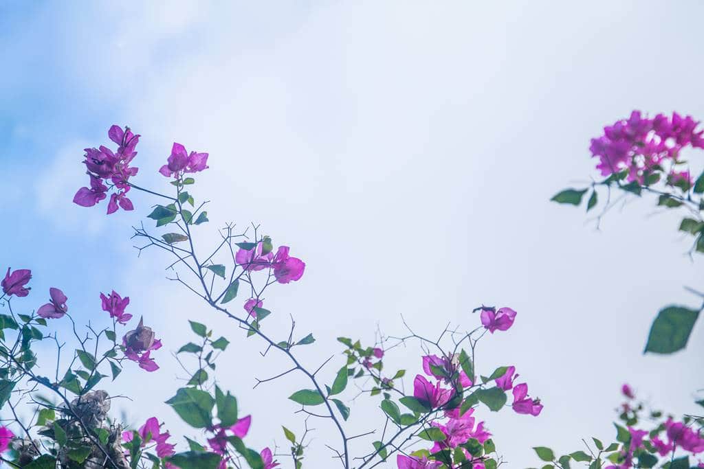 낌봉마을에서 가장 유명한 목공예 장인의 집을 방문 시 상점과 입구사이에 핀 부겐빌레아(Bougainvillea) 꽃