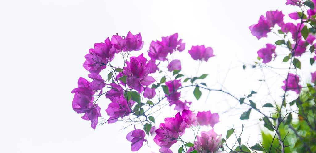 낌봉마을에서 가장 유명한 목공예 장인의 집을 방문 시 상점과 입구사이에 핀 부겐빌레아(Bougainvillea) 꽃