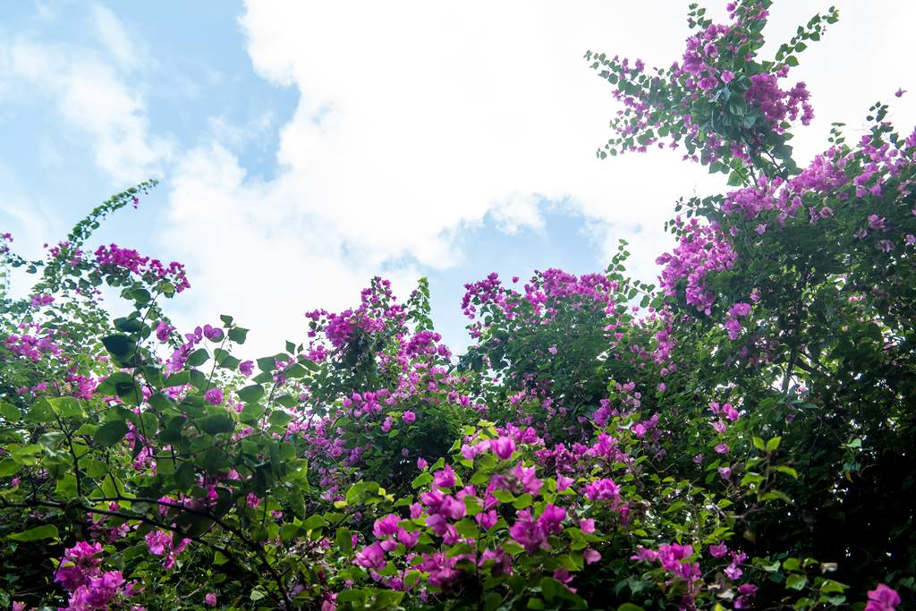 부겐빌레아(Bougainvillea) 꽃의 군락을 담다.