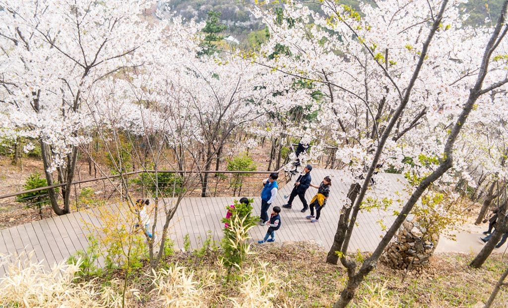 화담숲 모노레일 2승강장레서 바라본 벚꽃과 산책하는 사람들