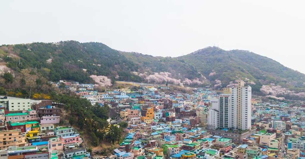 산타페 TM과 함께 벚꽃이 만발하던 어느 봄날의 부산 여행 33 부산여행_감천문화마을에 활찍 핀 벚꽃-3426