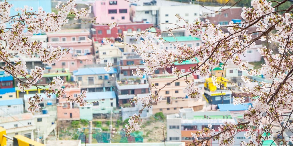 산타페 TM과 함께 벚꽃이 만발하던 어느 봄날의 부산 여행 34 부산여행_감천문화마을에 활찍 핀 벚꽃-3433