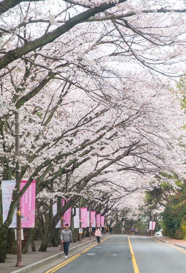 산타페 TM과 함께 벚꽃이 만발하던 어느 봄날의 부산 여행 47 부산여행_달맞이 고개 아침-3178