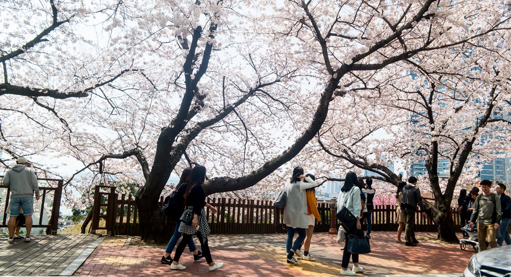 산타페 TM과 함께 벚꽃이 만발하던 어느 봄날의 부산 여행 32 부산여행_벚꽃이 만발한달맞이 고개 오후 풍경-2570