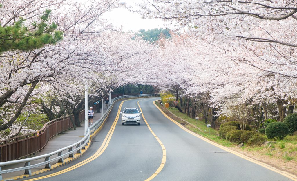 산타페 TM과 함께 벚꽃이 만발하던 어느 봄날의 부산 여행 31 부산여행_벚꽃이 만개한 달맞이 고개로 향하는 길-3140