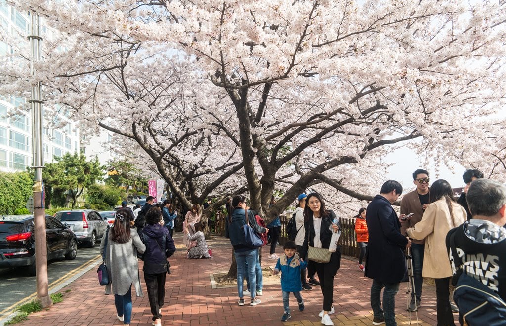산타페 TM과 함께 벚꽃이 만발하던 어느 봄날의 부산 여행 48 부산여행_달맞이고개 벚꽃-2723