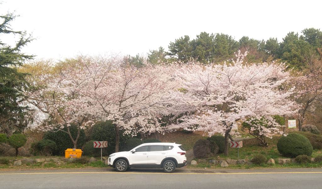 산타페 TM과 함께 벚꽃이 만발하던 어느 봄날의 부산 여행 30 부산여행을 함께한 산타페 TM-3150