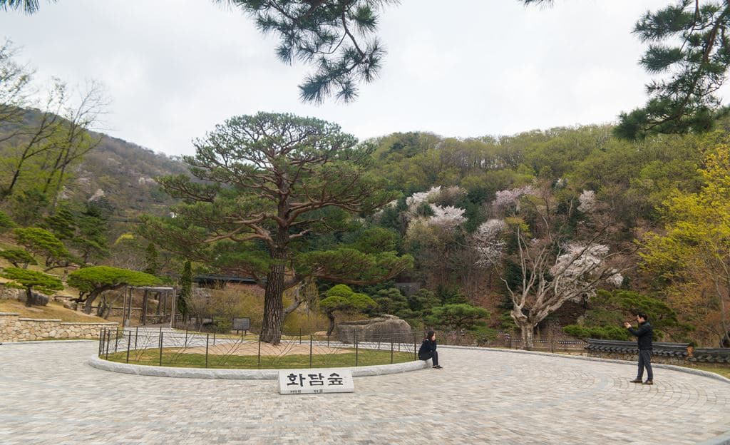 화담숲 입구 소나무 천년 화담송-4039