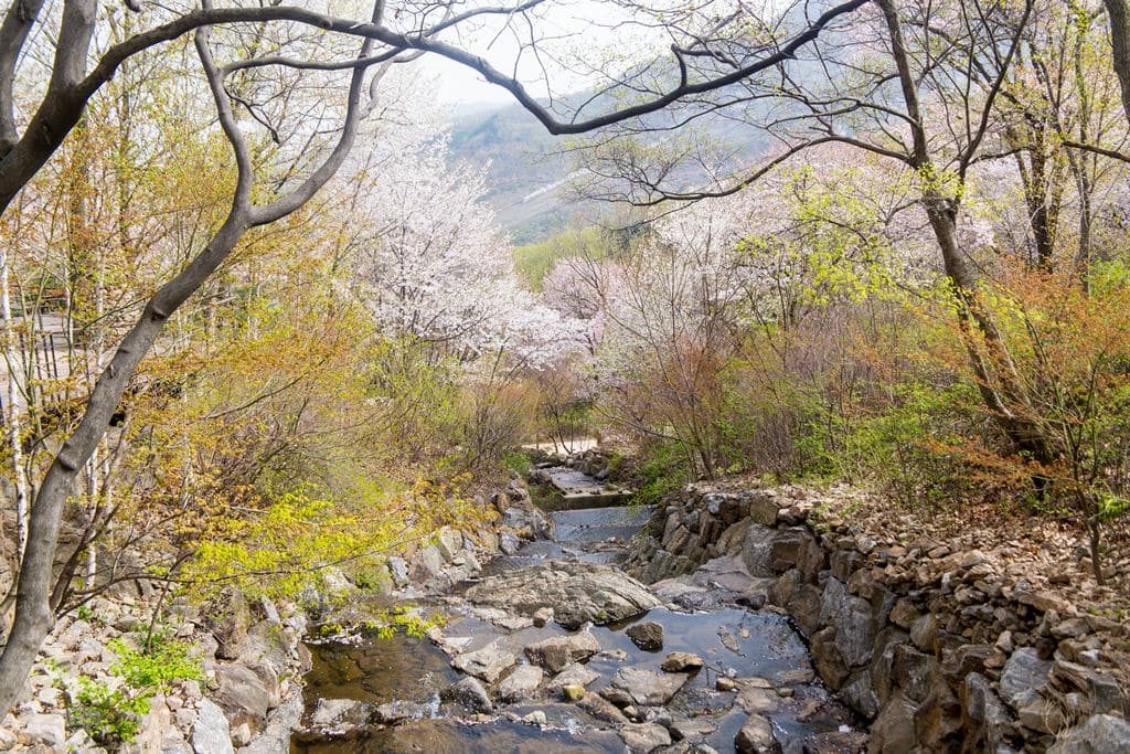 화담숲 봄날의 계곡 풍경