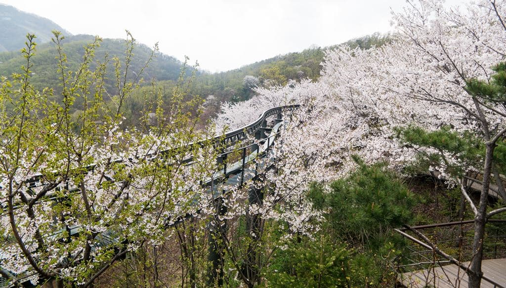 모노레일을 따라 피어난 벚꽃