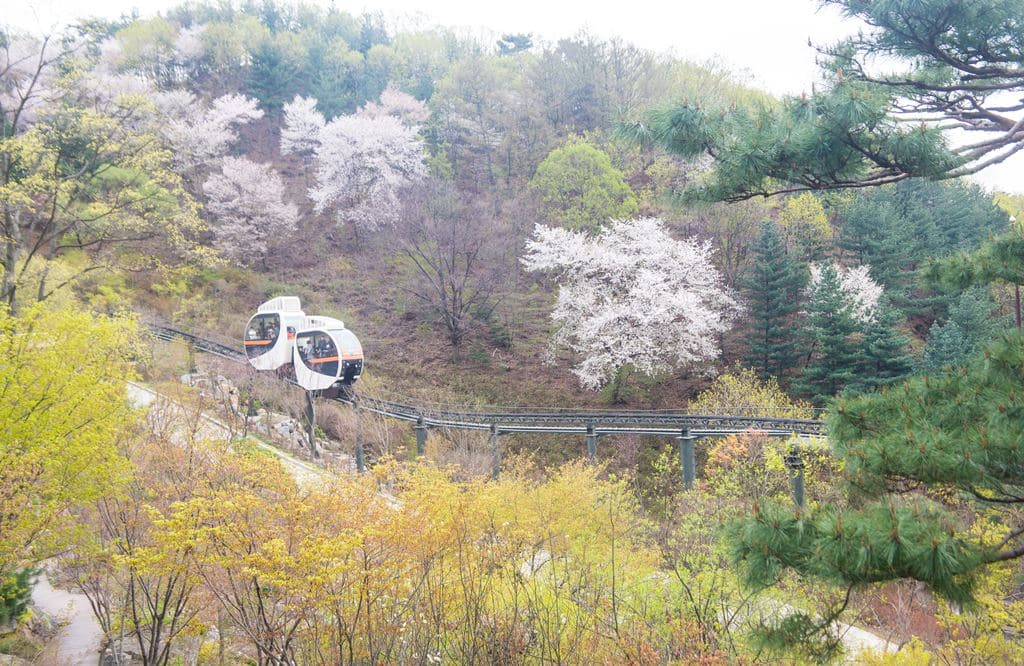 화담숲의 모노레일과 벚꽃과 새순이 돋아나는 풍경이 아름답다