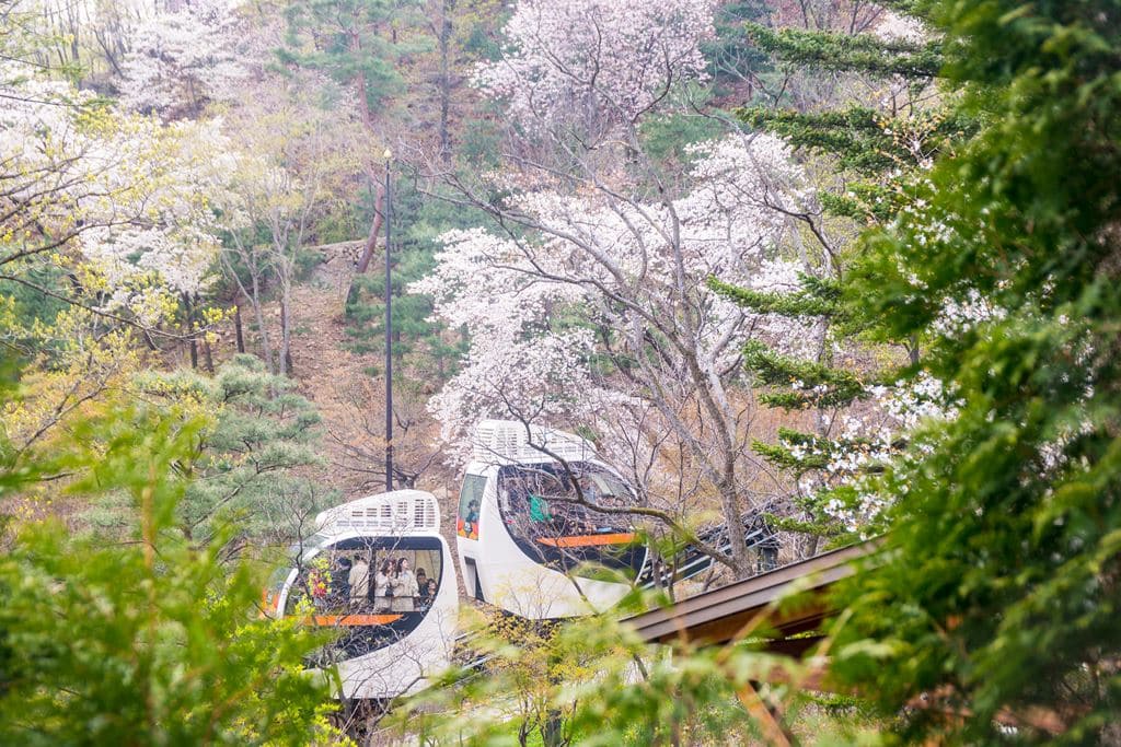 화담숲 모노레일에서 벚꽃을 구경하는 사람들과 그 풍경