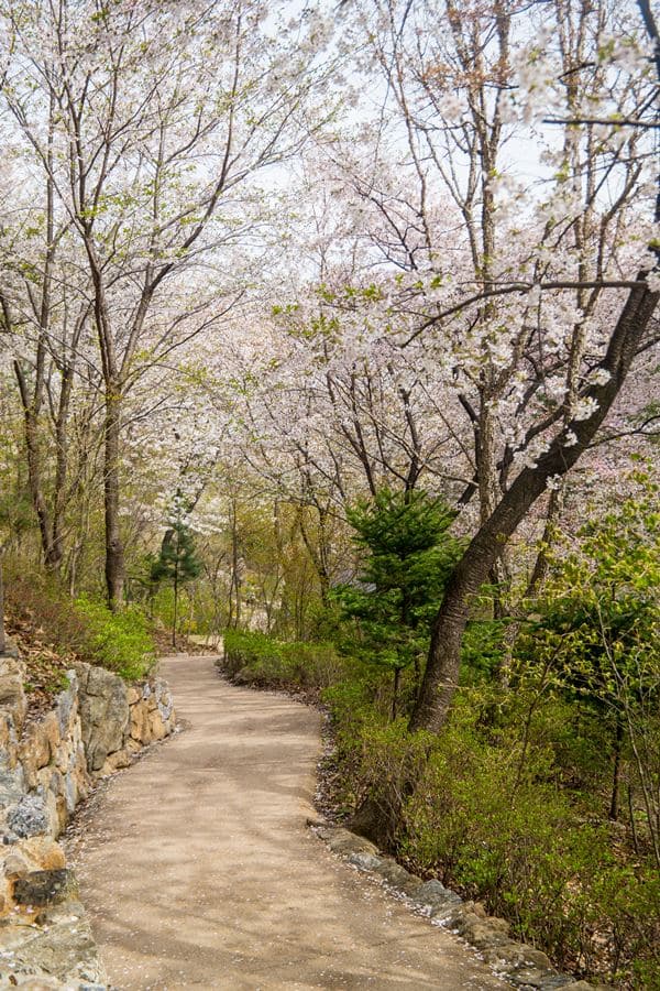 아직 벚곷이 남아 있었던 화담숲 산책길-