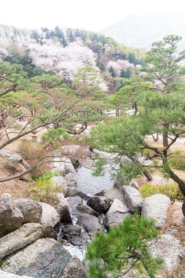 화담숲_소나무정원 계곡 그리고 벚꽃