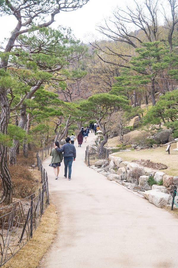 화담숲_소나무정원 산책길-3940