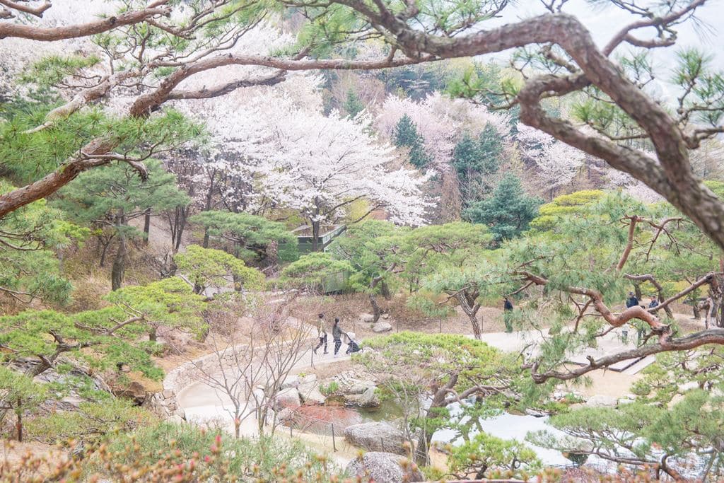 화담숲 소나무정원 산책길 전경-3945