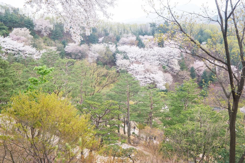화담숲_소나무정원이 보이는 풍경