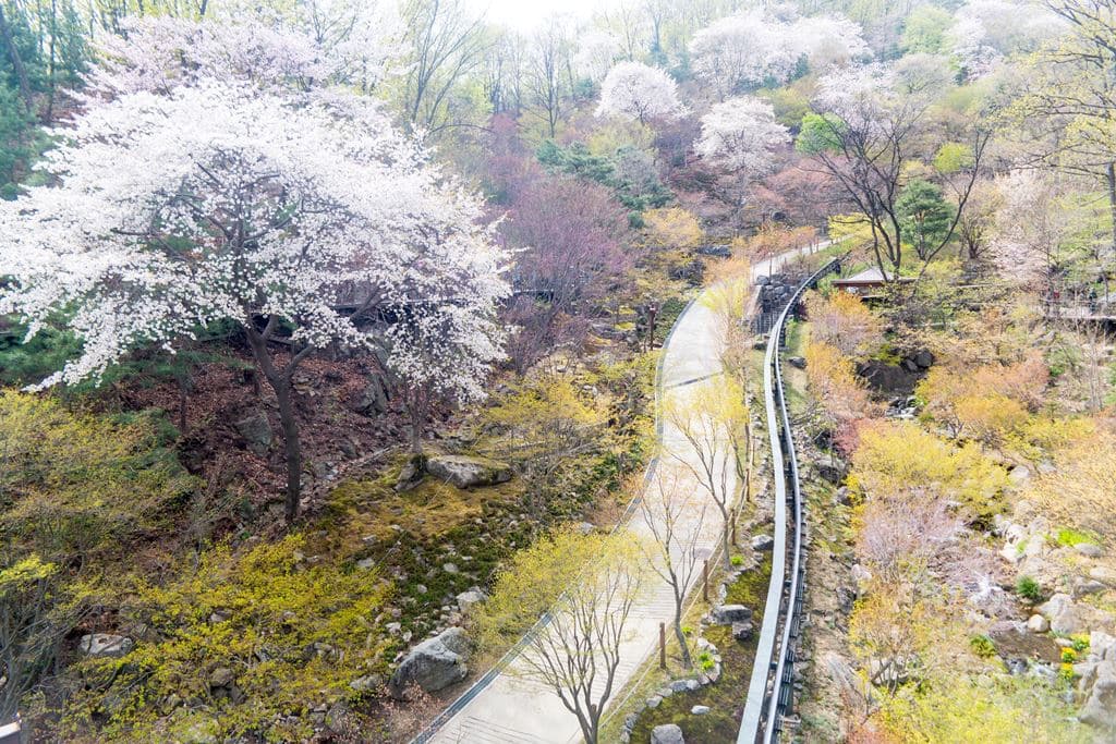 화담숲 약속의 다리에서 바라본 풍경 연한 나무잎과 벚꽃-3752