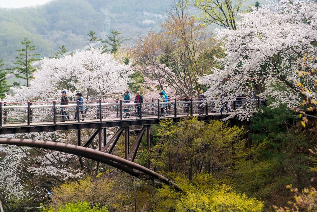 화담숲_약속의 다리와 벚꽃-3757