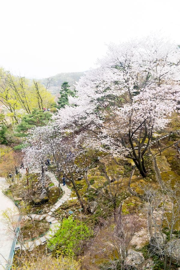 화담숲 모노레일 타는 곳을 지나 처음 만나는 곳 이끼원 그리고 벚꽃