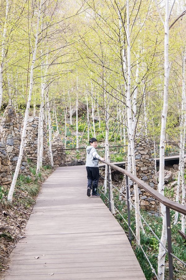 화담숲_자작나무숲 산책로