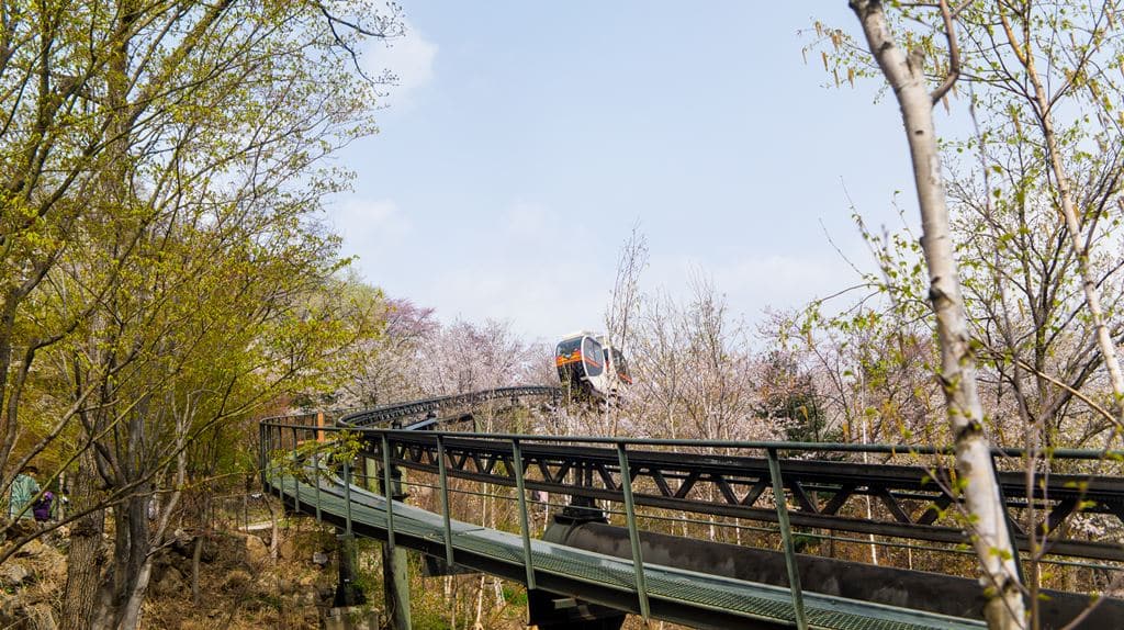 화담숲 자작나무숲에서 바라 본  모노레일과 벚꽃