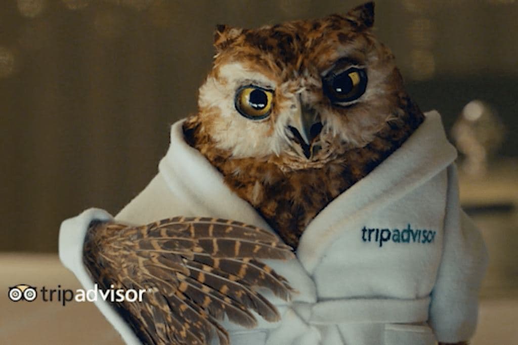 트립어드바이저 상징 부엉이 tripadvisor owl