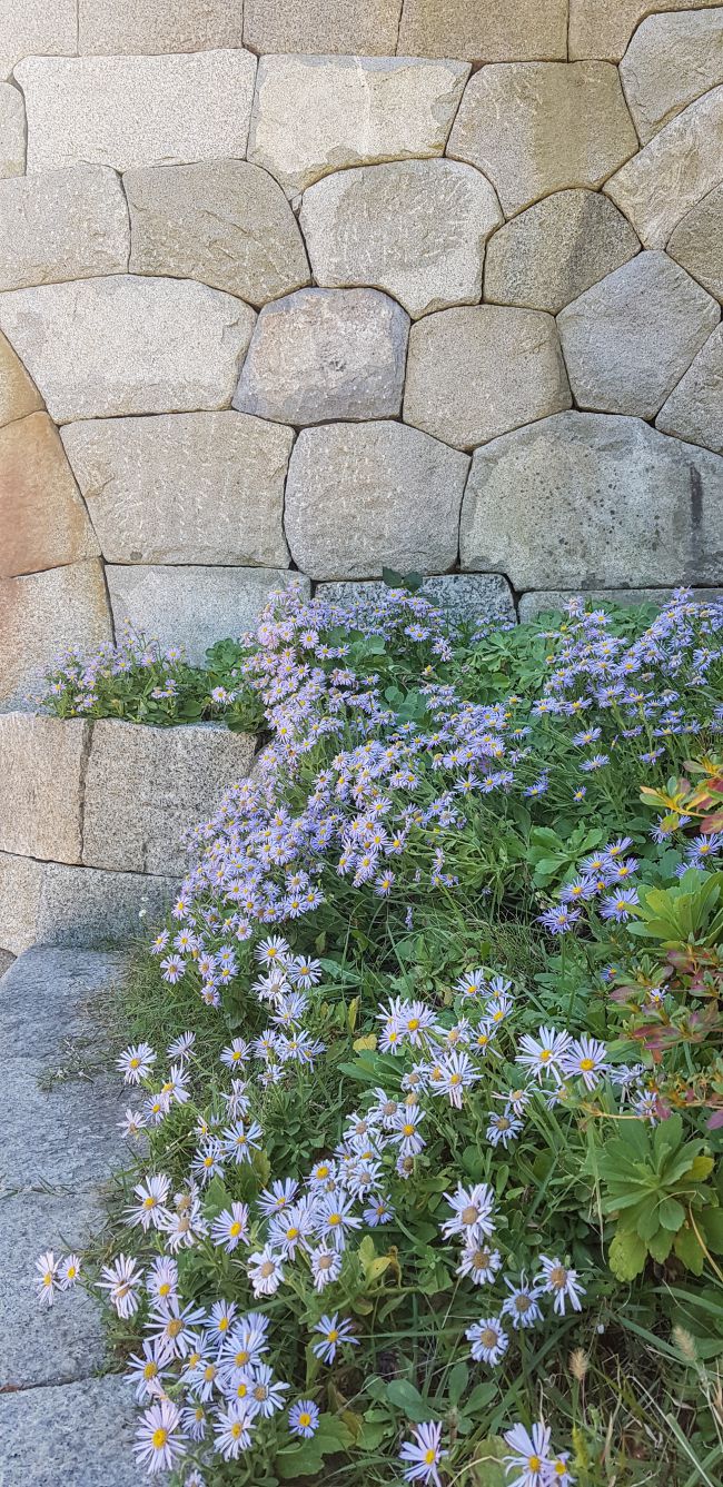  낙산사에서 나오는 홍예문 근처에서 견한 구절초-110818
