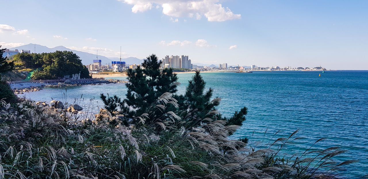 속초 외옹치 둘레길(바다향기로) 데크에서 담아본 갈대와 외웅치해변 풍경