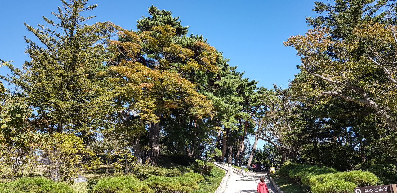 양양 낙산사 경내, 입구 홍예문에서 사천왕문으로 향하는 길의 아름들이 나무