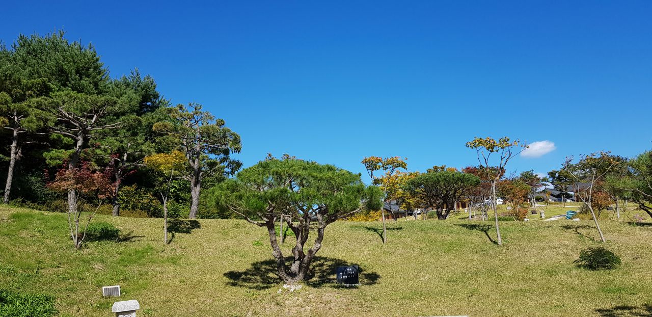 양양 낙산사 복원후 낙산사를 방문한 노무현대통령 부부 기념식수