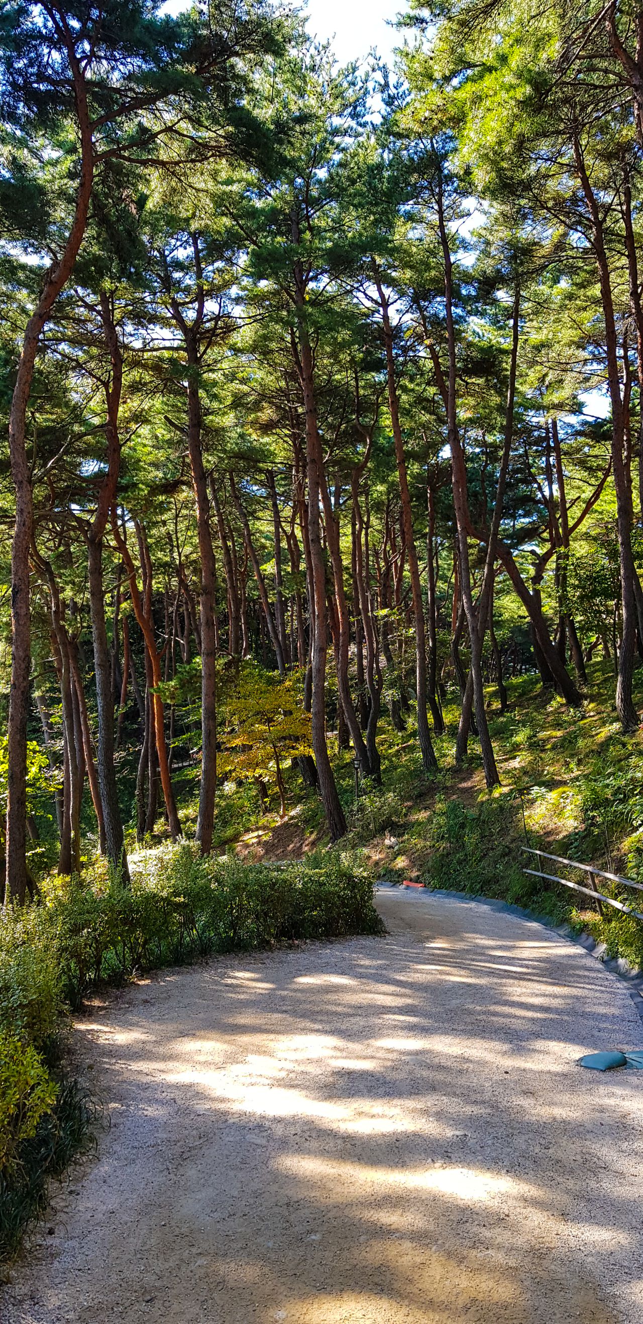 아름들이 소나무로 울창한 양양 낙산사 주차장에서 낙산사로 가는 길